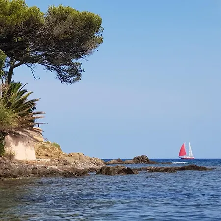 Yucca * Fréjus