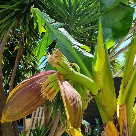 Villa Yucca