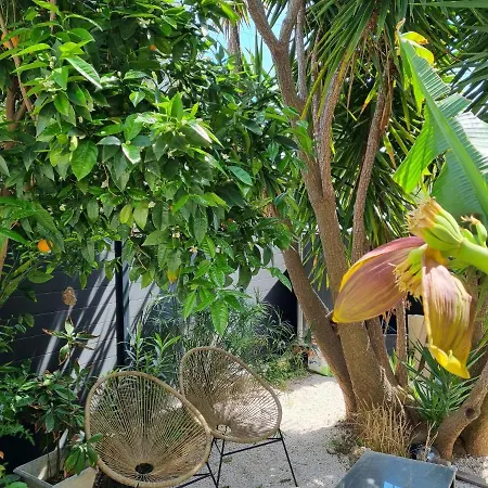 Yucca *